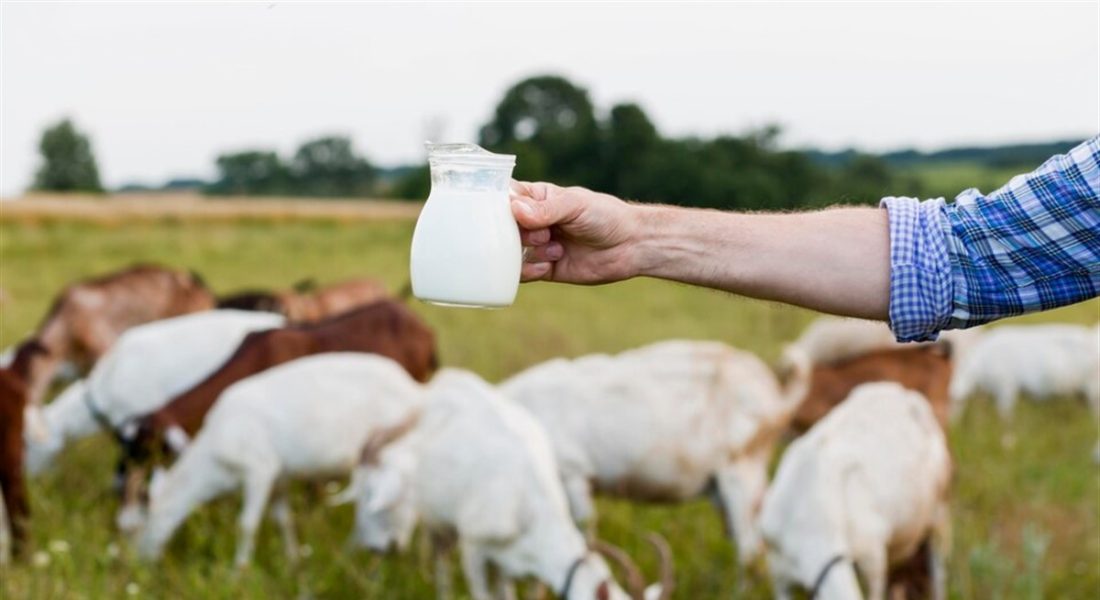 lait de chevre